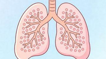 人体肺部